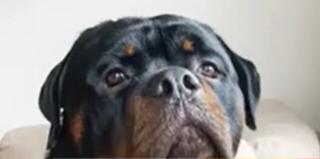 Il cagnolone Rottweiler Reis fa delle espressioni umane e la sua umana pensa che sia la reincarnazione di una persona (VIDEO)