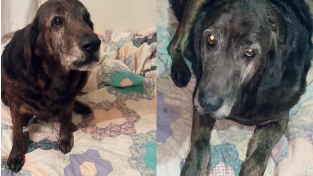 Il cane viene adottato quando una famiglia compra la casa dei suoi proprietari defunti