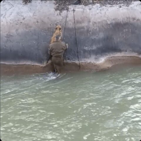 Cane senzatetto salvato dalla Polizia dopo essere caduto in un canale d’acqua (VIDEO)