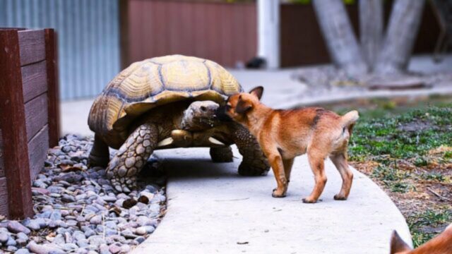 Cuccioli abbandonati trovano riparo e attenzione di una mamma davvero speciale (VIDEO)