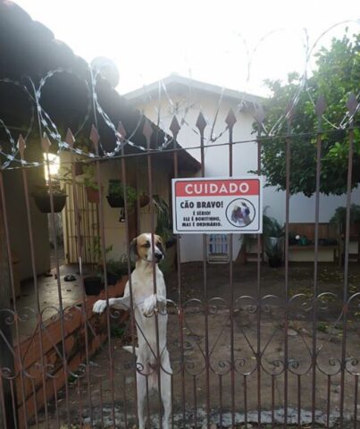 Cane vicino ad un cartello che avverte sul suo temperamento