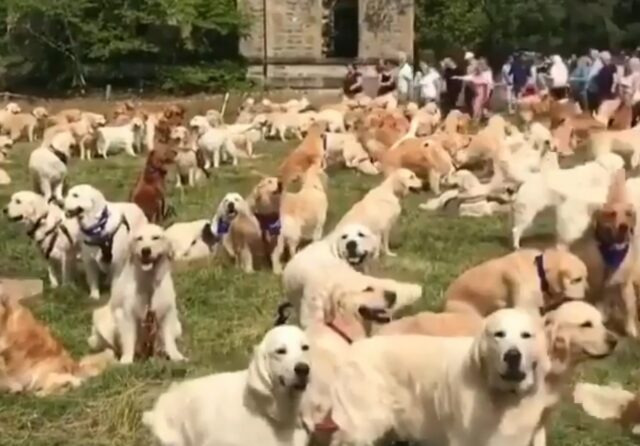 Il raduno di Golden Retriever si trasforma in una marea color crema di code ondeggianti (VIDEO)