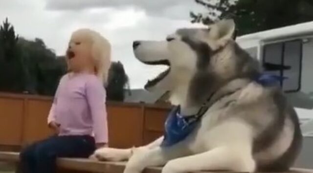 Un Siberian Husky canta a squarciagola con la sua sorellina umana; il duetto è dolcissimo (VIDEO)