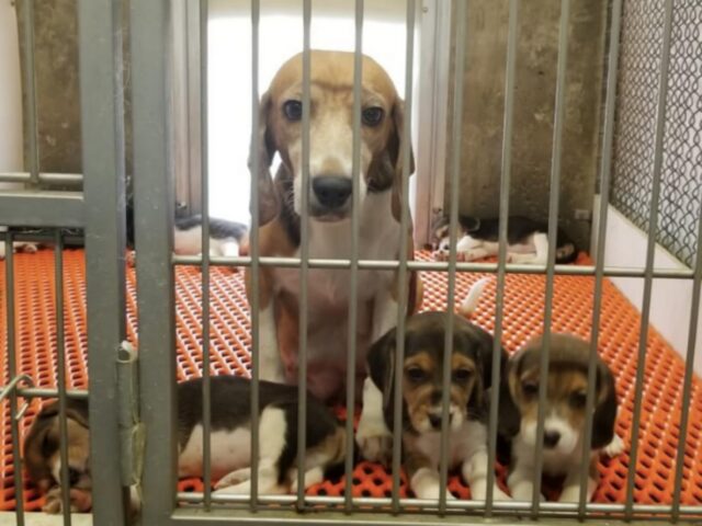 4000 Beagle cercano casa dopo essere stati salvati dai test di laboratorio