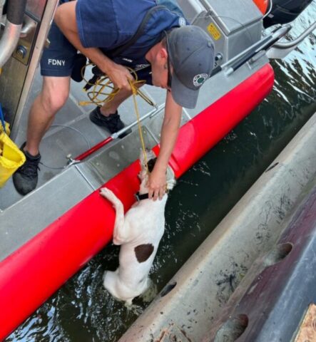 Aquaman, il cane che è stato buttato giù da un ponte