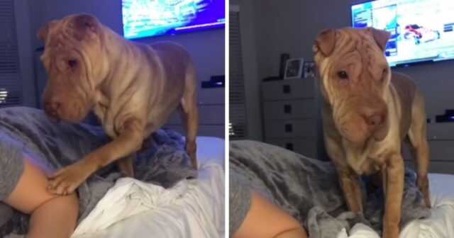 Ava, la Shar Pei che vuole sempre farsi coprire per dormire (VIDEO)