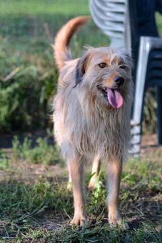 Barbara, la meravigliosa cagnolina cerca una famiglia per sempre