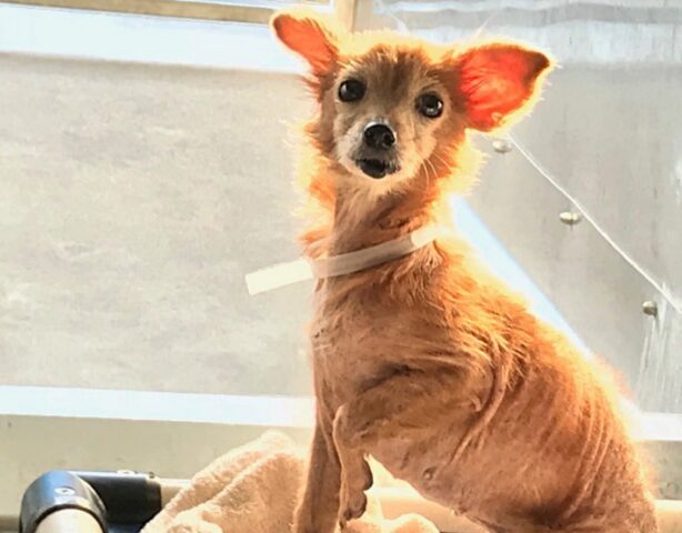 Blanche, la cagnolina senza pelo ha ricevuto in dono dei bellissimi maglioni