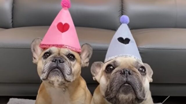 Il Bulldog francese Griffin fa sette anni e la sua famiglia lo festeggia così (VIDEO)