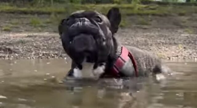 Il Bulldog francese Oleg cerca refrigerio dal caldo torrido; va al fiume con il suo intraprendete umano (VIDEO)