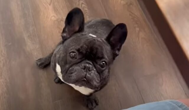 Il Bulldog francese Oleg mangia con gusto e appetito i broccoli cucinati dal proprietario (VIDEO)