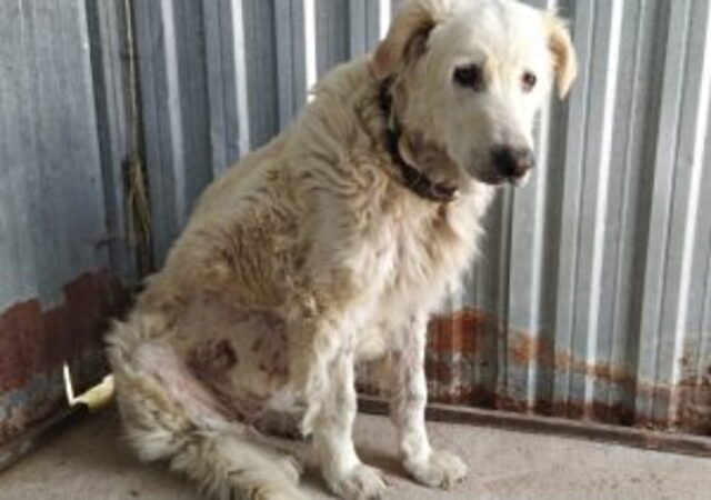 Cagnolona ha perso il suo umano e si sta lasciando andare