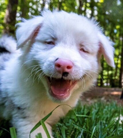 Calla Lily, la cagnolina cieca e sorda che ha trovato la felicità