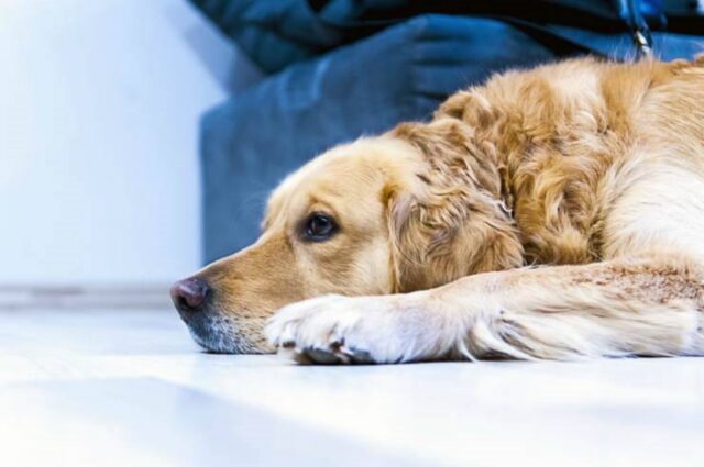 Cane in fin di vita non lascia il corpo della sua umana per un mese