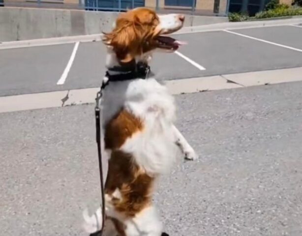 Dexter, il cagnolino che passeggia come un umano