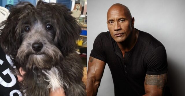 Dwayne Johnson, il cagnolino salvato da The Rock