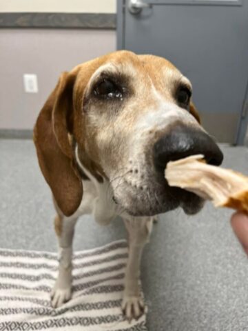 Dylan, il cane che è sopravvissuto una settimana senza cibo e acqua