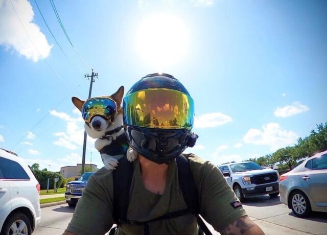 Enzo, il cagnolino che ama uscire in moto con il suo umano