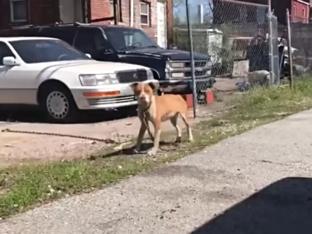 Fallon Marie, la cagnolina che ha passato una vita in catene