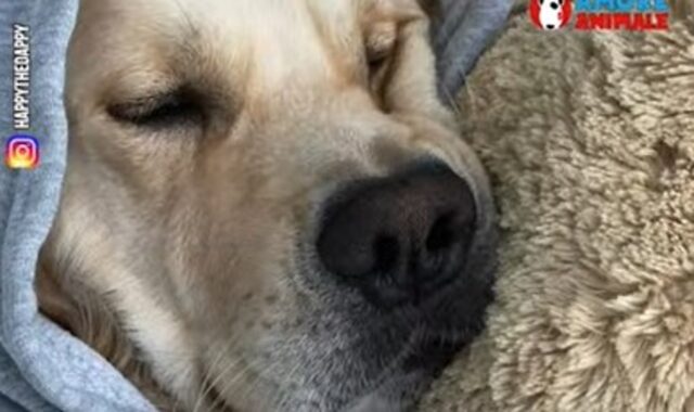 Il Golden Retriever Happy ha visto realizzare il suo sogno più grande (VIDEO)