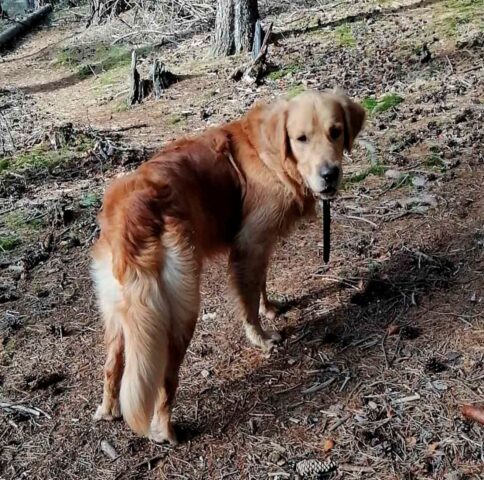 Gucio, il cane eroe che ha salvato la vita di un pelosetto