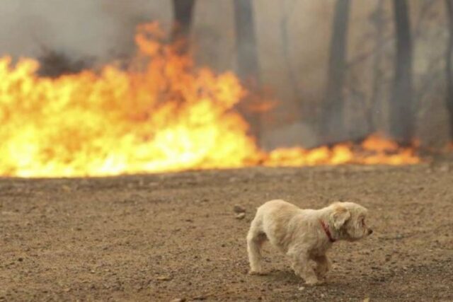 Izzy, la cagnolina che ha rischiato la vita in un incendio