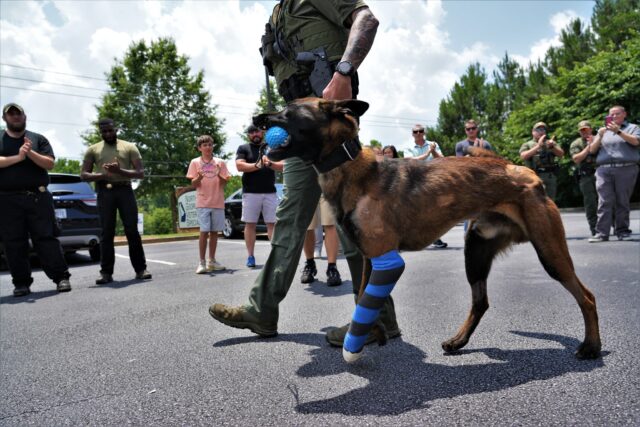 Kai, il cane poliziotto che ha perso la zampa per salvare il suo collega