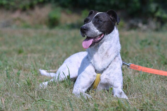 La cagnolina Mila aspetta una famiglia che si prenda cura di lei