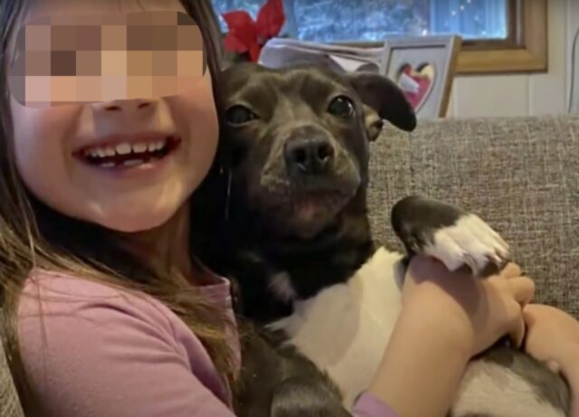 Lady, la cagnolona che ha perso la vita per salvare la sua famiglia