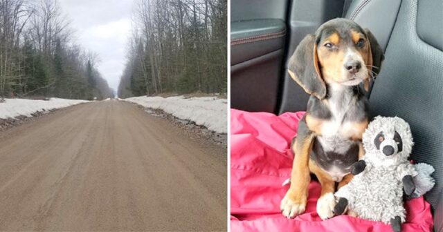 Larry, il cucciolo trovato abbandonato in mezzo alla neve