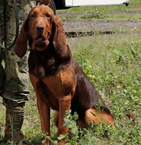 Max, l’eroico cagnolone che ha arrestato il leader del cartello più ricercato