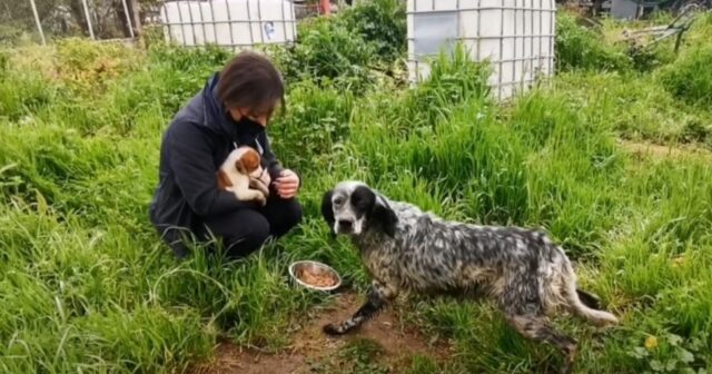 Myra, la cagnolona abbandonata insieme ai suoi cuccioli