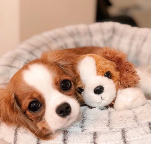 Nessuno crede che questo adorabile cucciolo abbia già 2 anni e sia completamente cresciuto