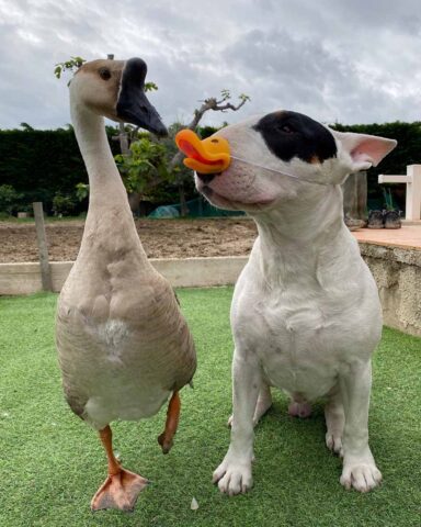 Nino, il Bull Terrier che è diventato il suo migliore amico di un’oca