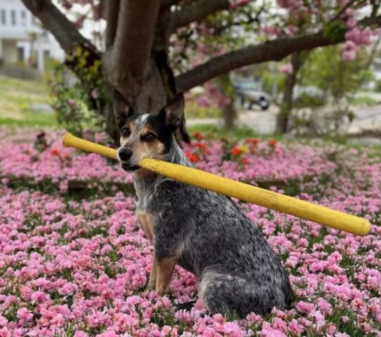 Pepper, la cagnolina che adora giocare a baseball con il suo umano