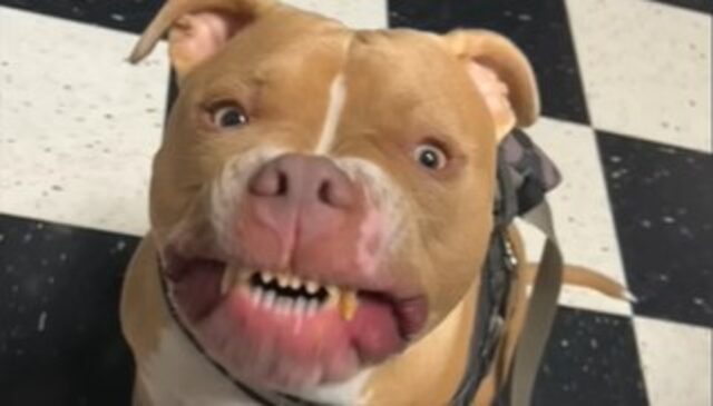 Il Pit Bull Maverick sa come rendere felici tutti i componenti della sua famiglia (VIDEO)