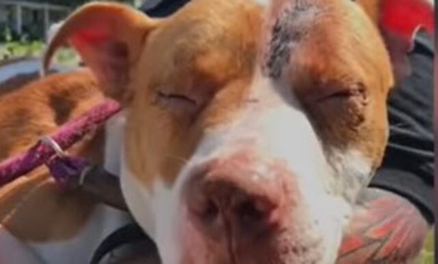 Pit Bull torturato e abbandonato riesce a sopravvivere grazie ad un miracolo di nome Hannah (VIDEO)