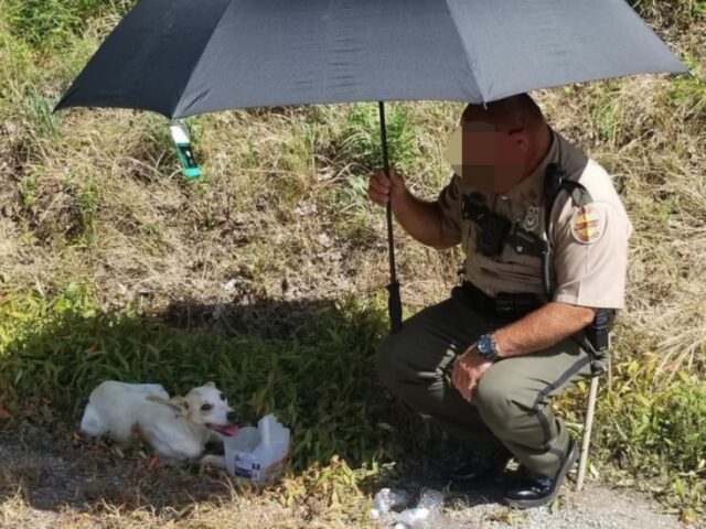 Princess, la cagnolina che è stata adottata dal poliziotto che l’ha salvata