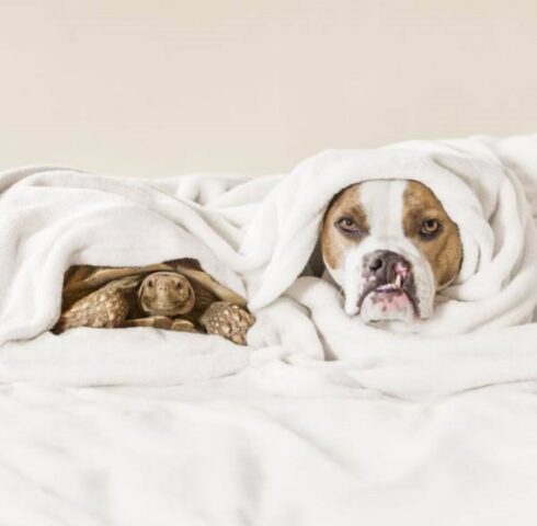 Puka, il cagnolone che ha una tartaruga come migliore amica