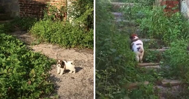 Rocky, il cucciolo che ha fatto strada ai soccorritori per far salvare il suo fratellino