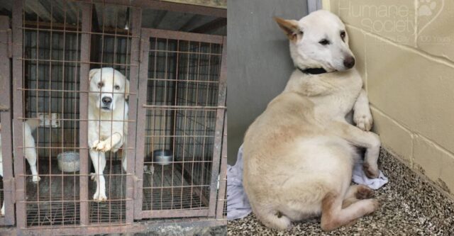 Rosa, la cagnolina salvata dal macello di carne nasconde una dolce sorpresa