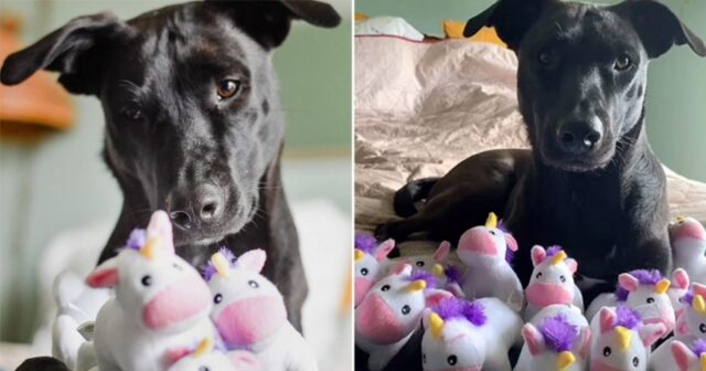 Rosie, la cagnolina ossessionata dagli unicorni ha ricevuto il regalo più bello di sempre