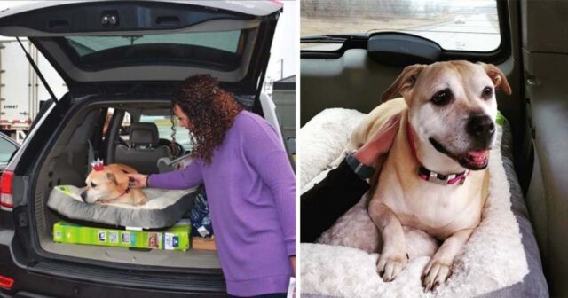 Sandi, la cagnolona che ha trascorso 2461 giorni in canile, oggi è felice