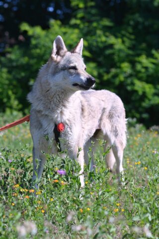 Shaky, la cagnolona che sta cercando una famiglia per sempre