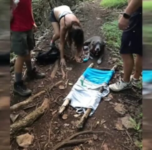 Smokey, il cagnolone che è stato salvato dal piccolo boyscout