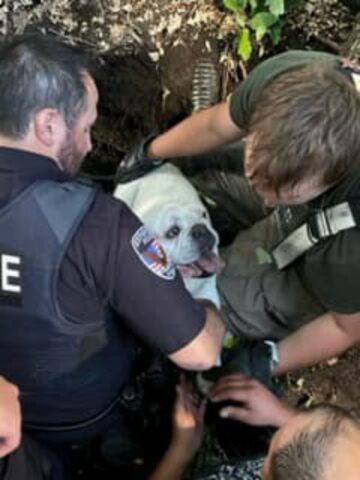 Tupelo, il cane che era finito in un buco di un terreno