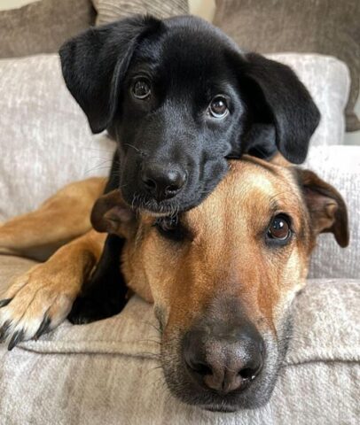 Un cane non accetterebbe un altro cane in casa: la smentita (VIDEO)