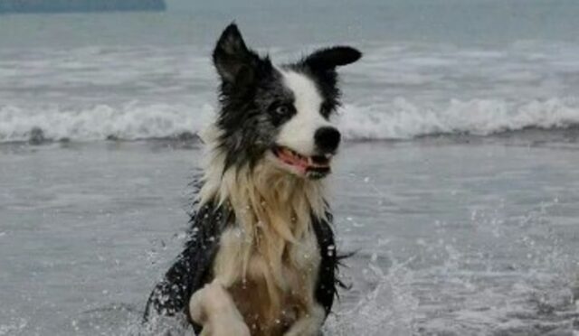 Un Border Collie non resiste al richiamo del mare e la sua reazione ne è la prova (VIDEO)