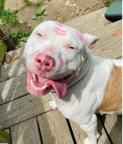 Donna salva un cane durante il lavoro: era in condizioni disperate!