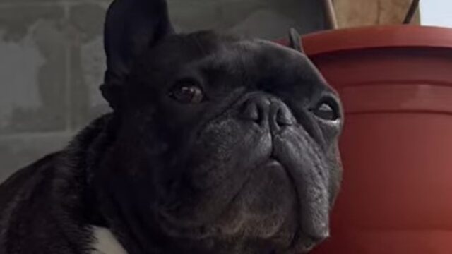 Un Bulldog francese odia la pioggia e si rattrista perché non può giocare (VIDEO)